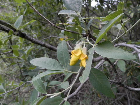 Anagyris latifolia