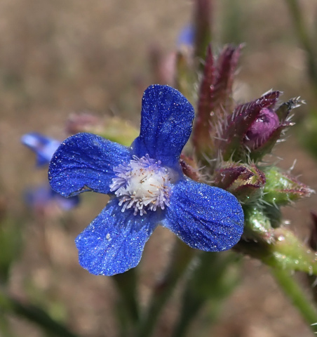 Anchusa azurea