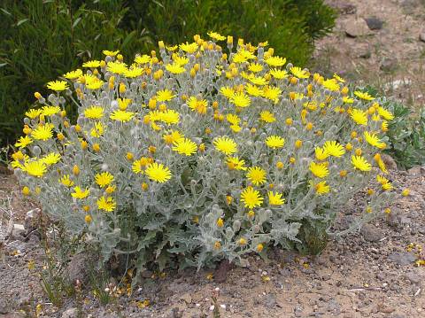 Andryala pinnatifida ssp.buchiana