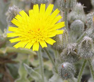 Andryala pinnatifida ssp.buchiana