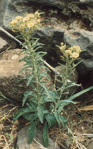 Andryala integrifolia