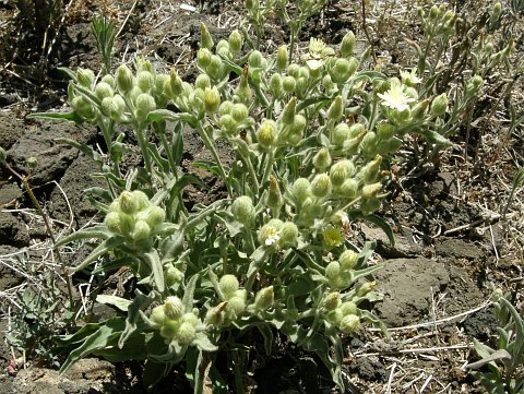 Andryala integrifolia