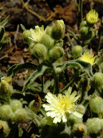 Andryala integrifolia