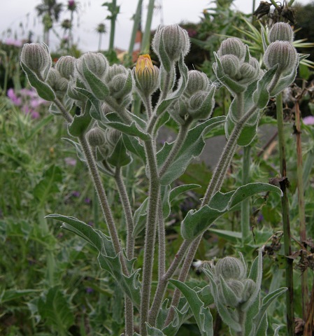 Andryala laxiflora