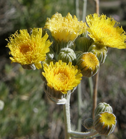 Andryala pinnatifida ssp. teydensis