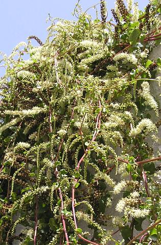 Anredera cordifolia