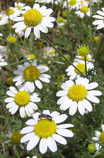 Anthemis cotula