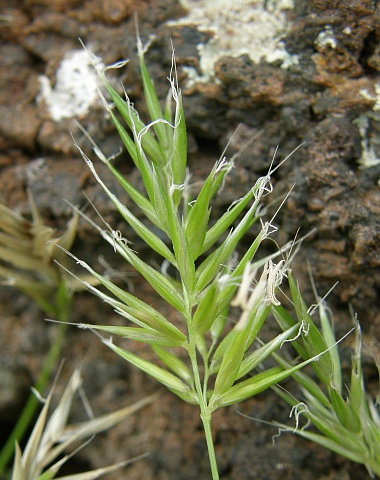 Anthoxanthum aristatum