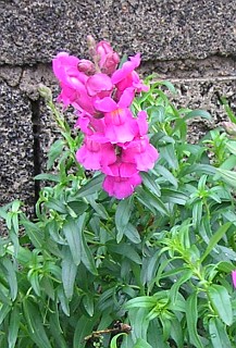 Antirrhinum majus