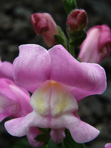 Flor de Antirrhinum majus