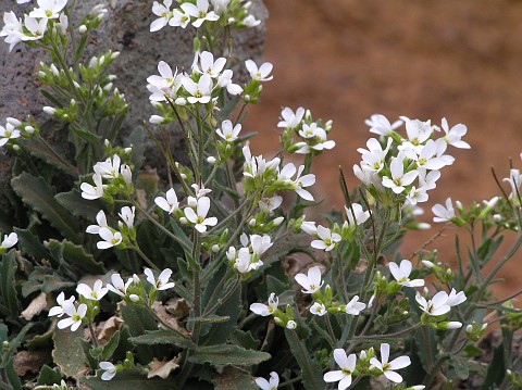 Arabis caucasica