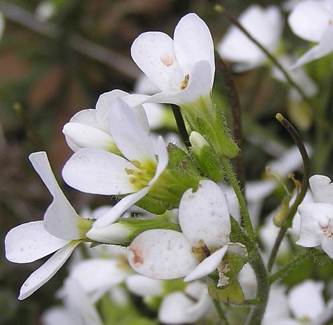 Flores de Arabis caucasica