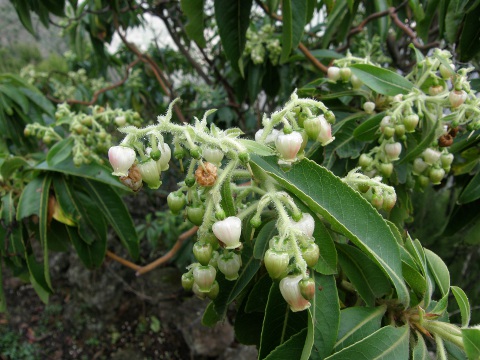 Arbutus
          canariensis