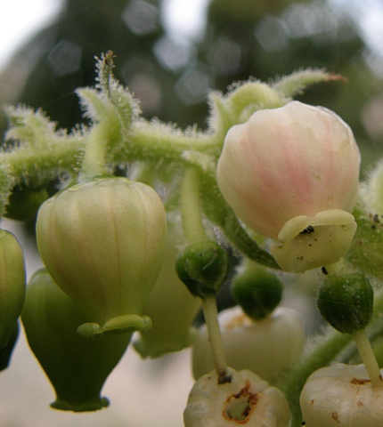 Flores de Arbutus canariensis