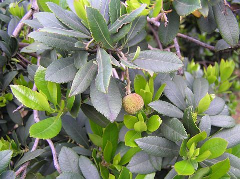 Arbutus unedo