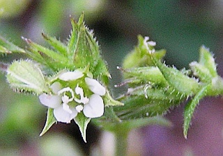 Arenaria leptoclados