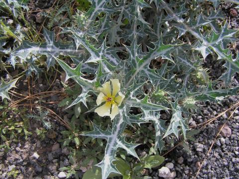 Argemone
          ochroleuca