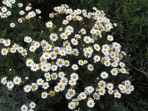 Argyranthemum callichrysum