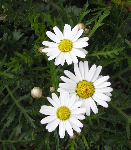 Argyranthemum callichrysum