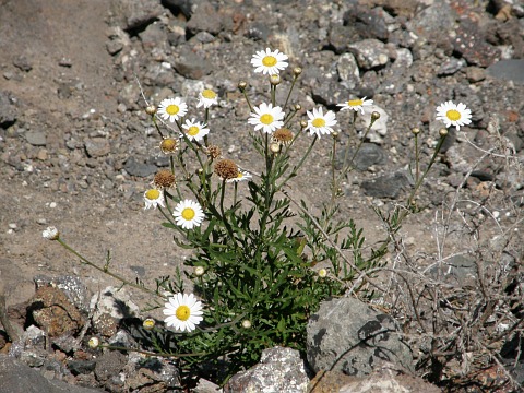 Argyranthemum escarrei