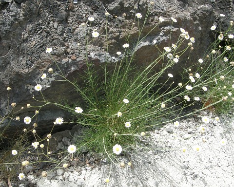 Argyranthemum filifolium