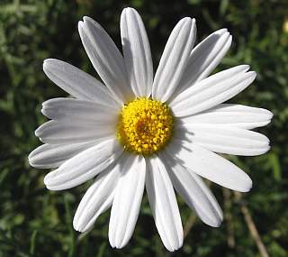 Argyranthemum frutescens