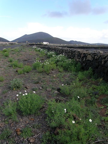 Argyranthemum frutescens