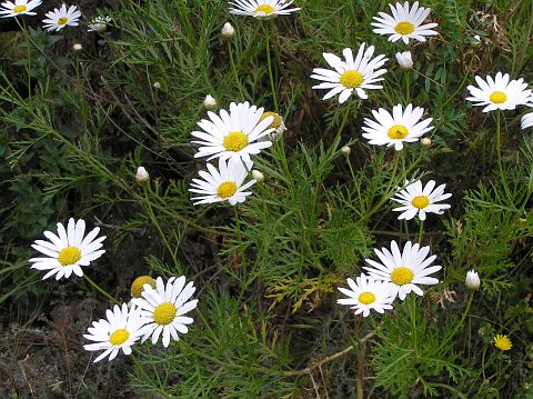 Argyranthemum haouarytheum