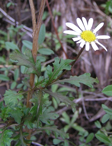 Argyranthemum lidii