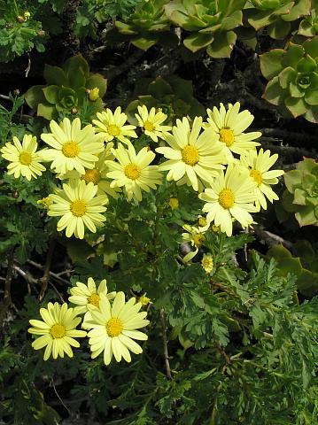 Argyranthemum maderense