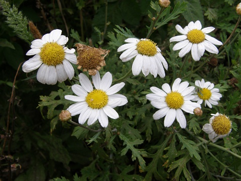 Argyranthemum webbii