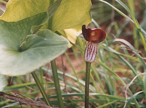 Arisarum simorrhinum