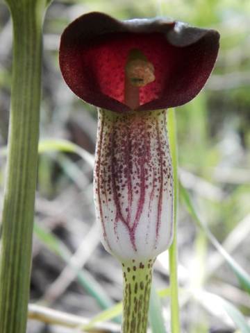 Arisarum simorrhinum