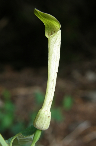 Flor de
            Aristolochia longa