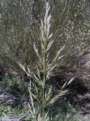 Arrhenatherum calderae