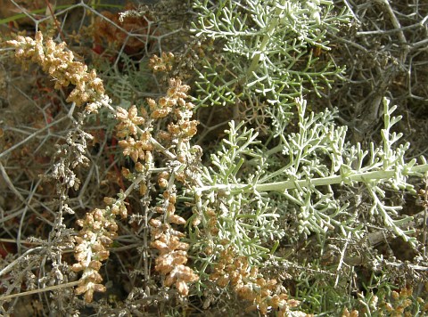 Artemisia ramosa