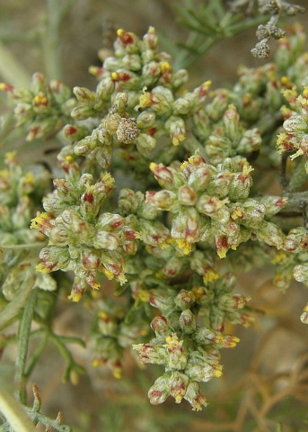 Artemisia ramosa