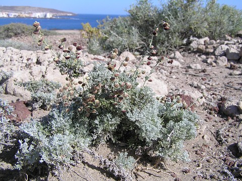 Artemisia reptans