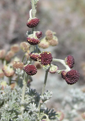 Artemisia reptans