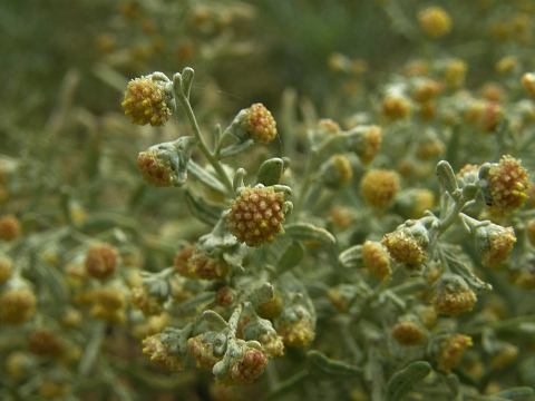 Artemisia thuscula