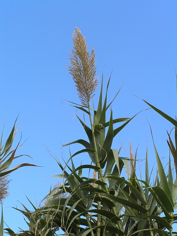 Arundo donax