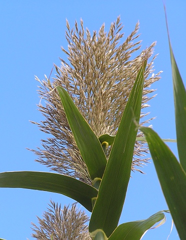 Arundo donax