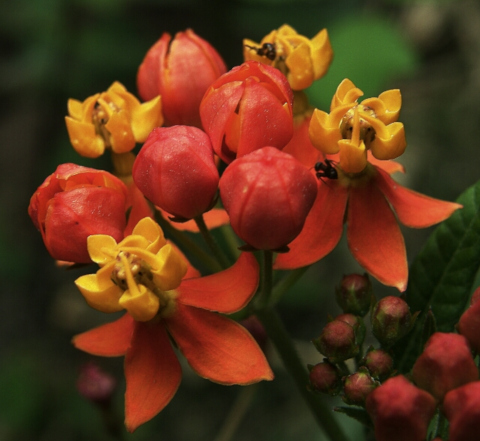 Asclepias curassavica