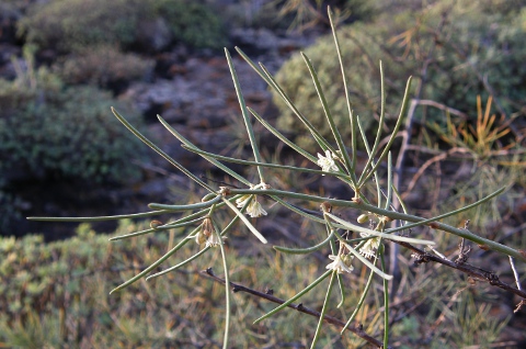 Asparagus arborescens