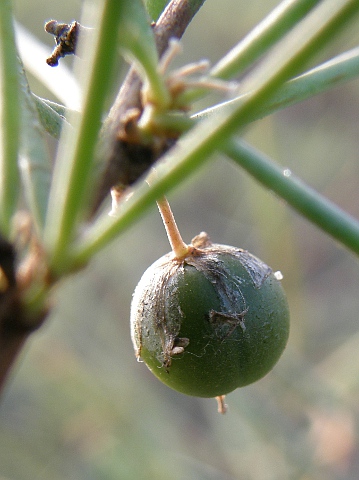 Asparagus arborescens