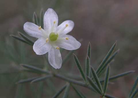 Asparagus nesiotes ssp.purpuriensis