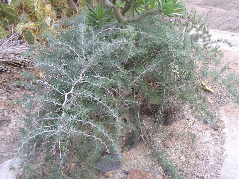 Asparagus pastorianus