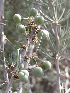 Frutos de Asparagus pastorianus