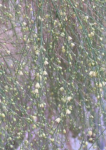 Asparagus plocamoides