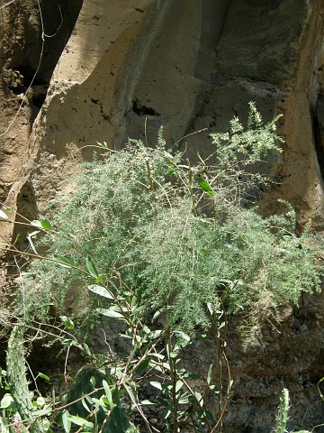 Asparagus scoparius